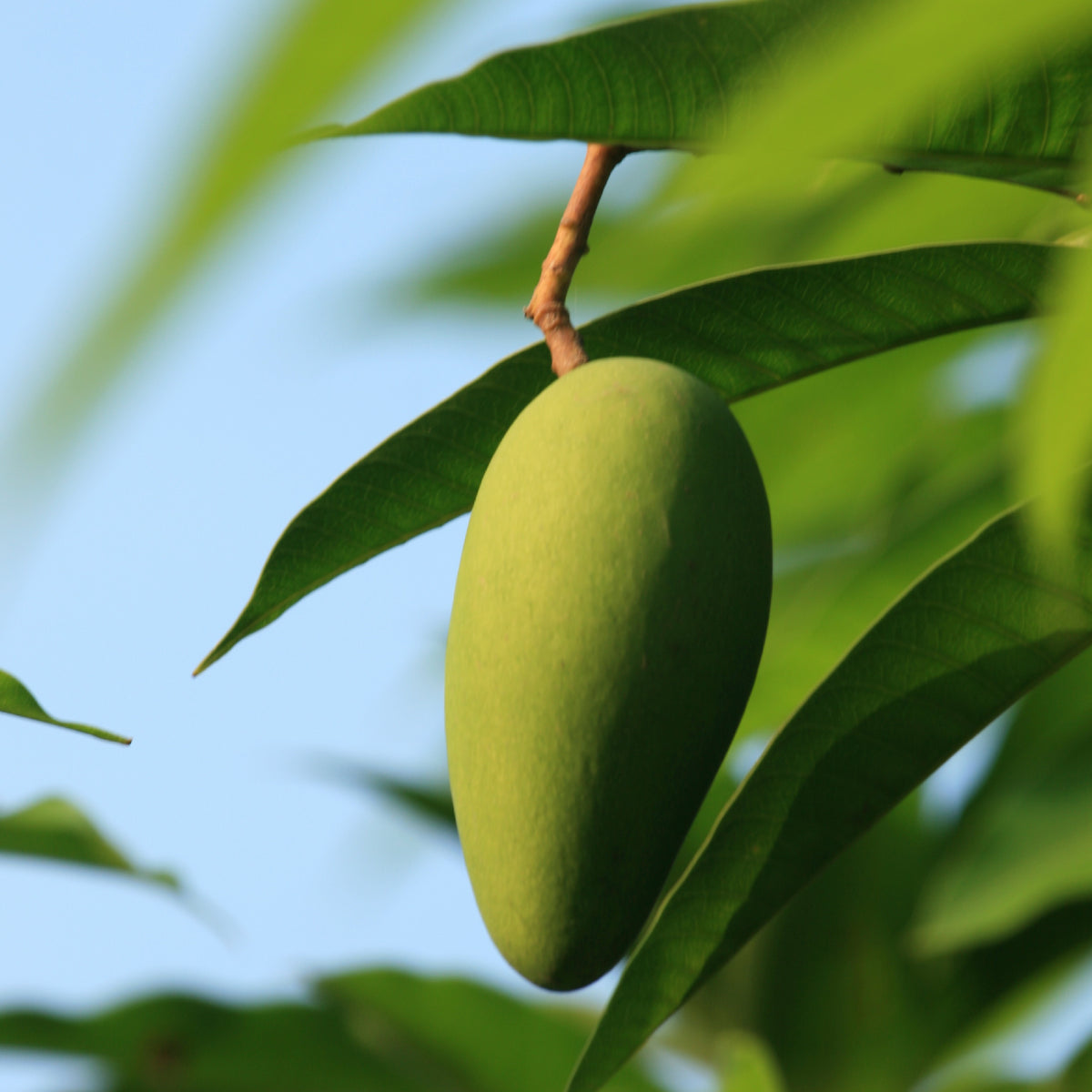 The Famous Dussehri Mangoes (10Kg Box)