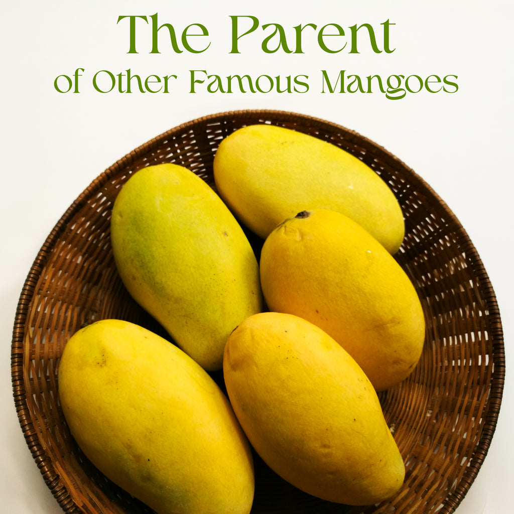 The Famous Dussehri Mangoes (10Kg Box)