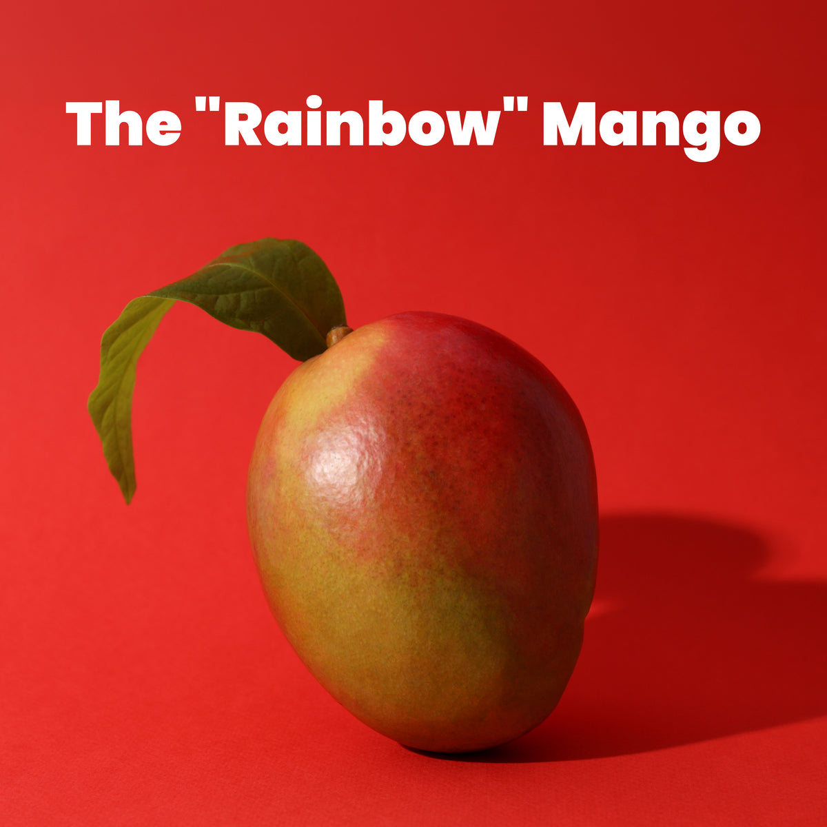 Lal Badshah Mangoes (10Kg Box)